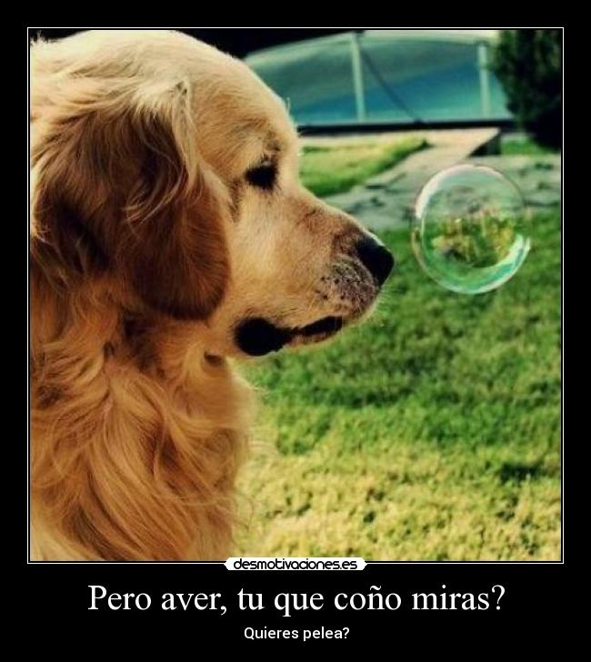 Pero aver, tu que coño miras? - Quieres pelea?