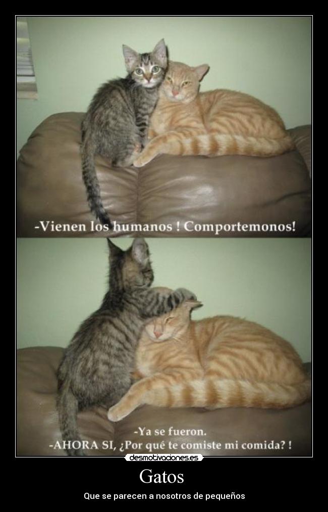 Gatos -