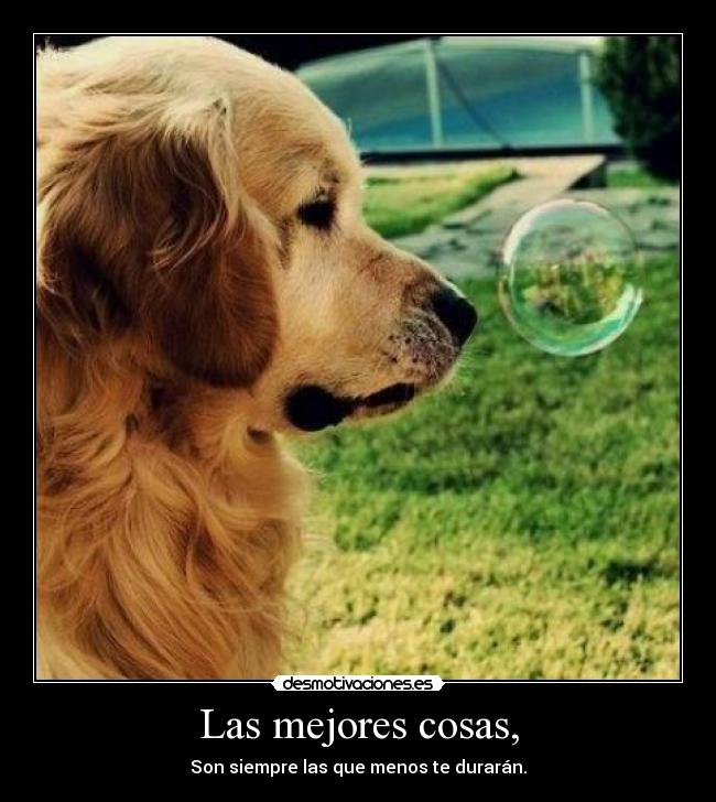 carteles quiero ese perro desmotivaciones