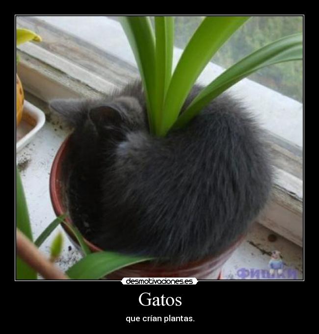 Gatos - 