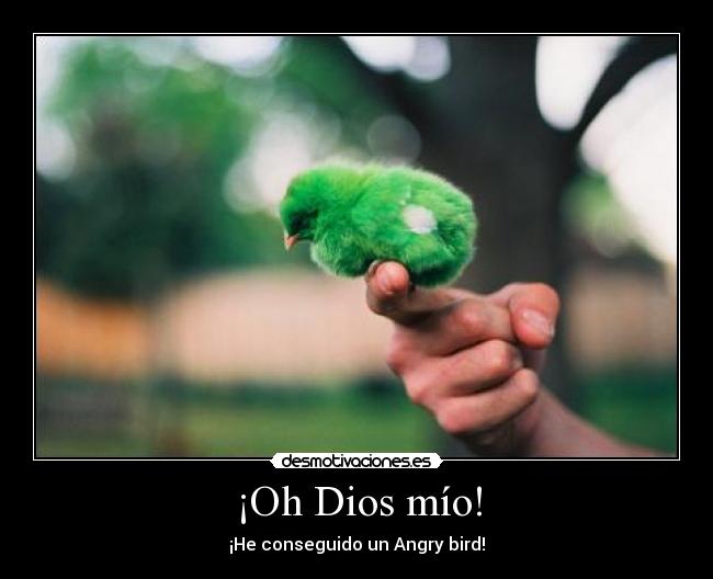 carteles dios dios mio angry bird fofito desmotivaciones