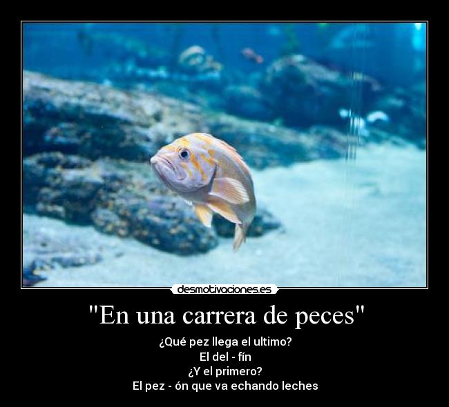 En una carrera de peces - ¿Qué pez llega el ultimo?
El del - fín
¿Y el primero?
El pez - ón que va echando leches