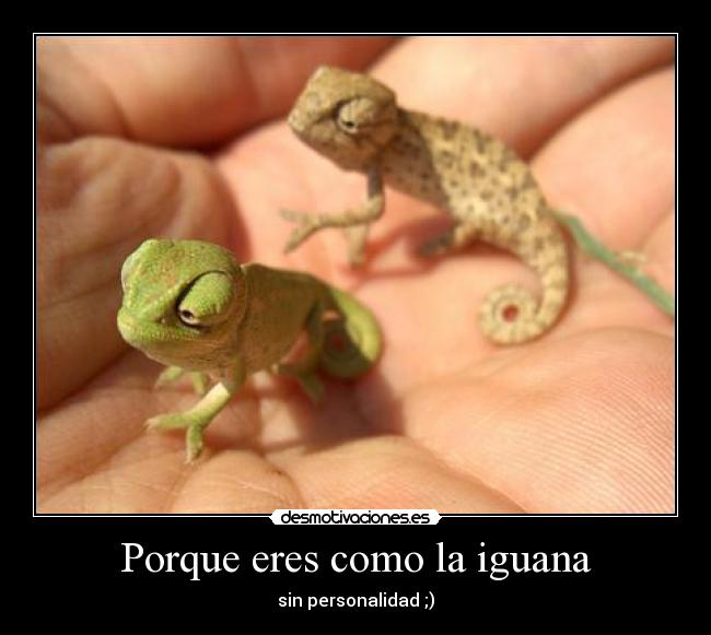 Porque eres como la iguana - 