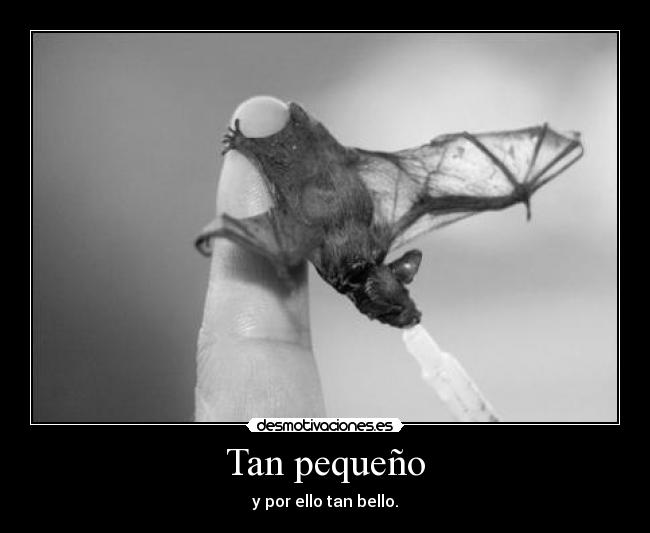 Tan pequeño - 