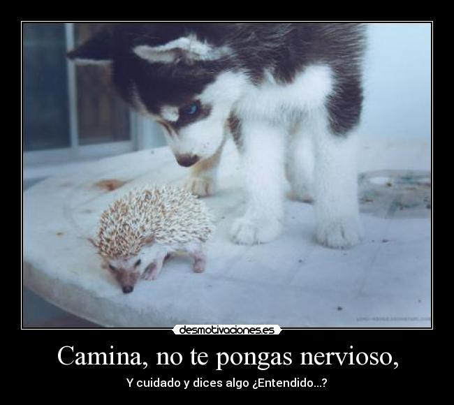 Camina, no te pongas nervioso, -