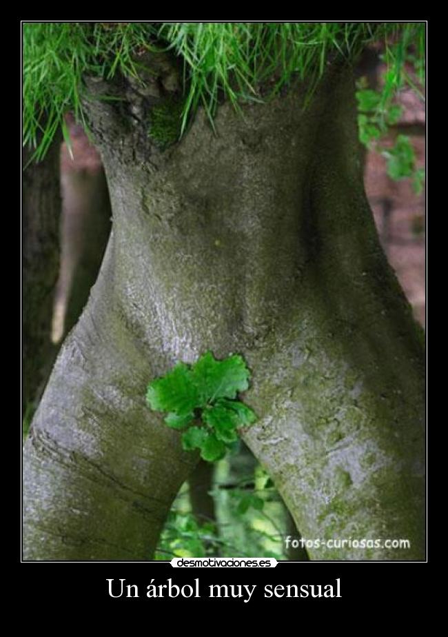 Un árbol muy sensual -