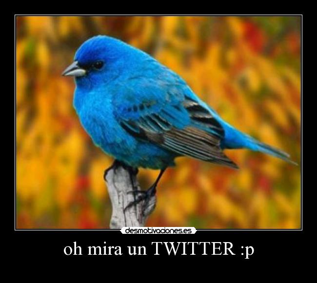 oh mira un TWITTER :p -