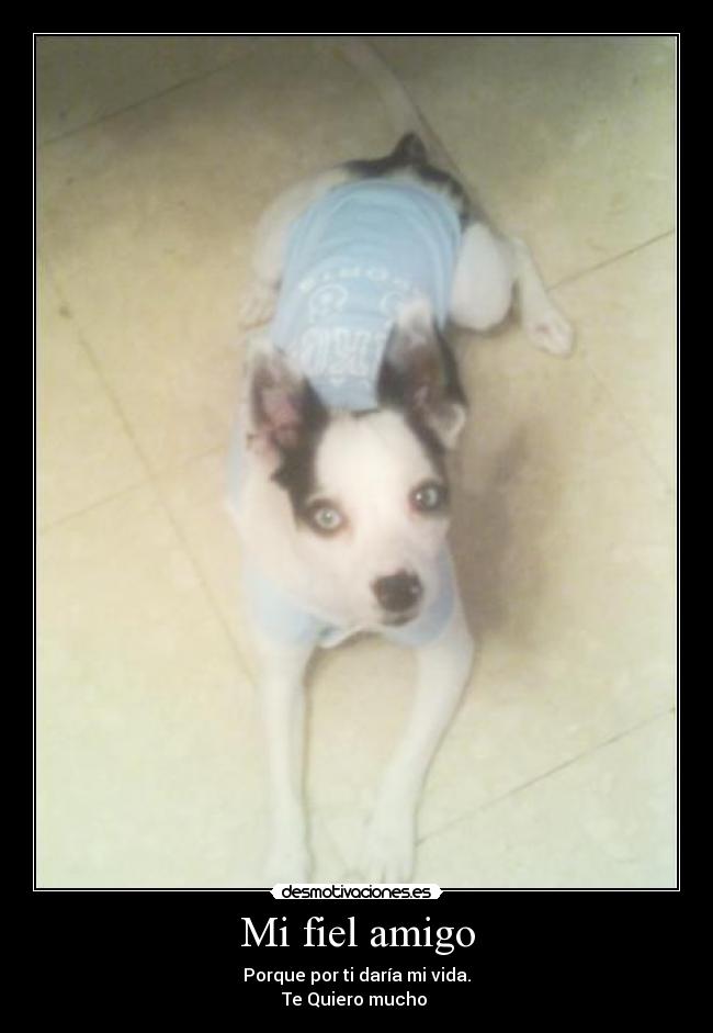 Mi fiel amigo - Porque por ti daría mi vida.
Te Quiero mucho