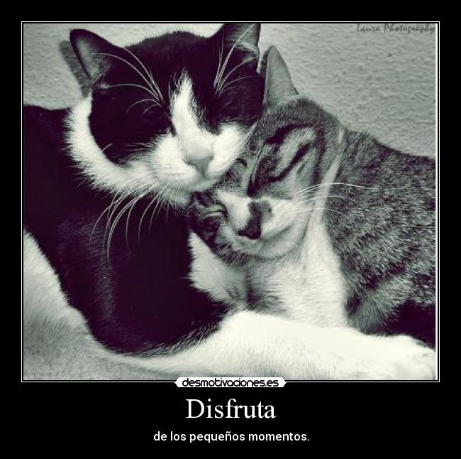 Disfruta -