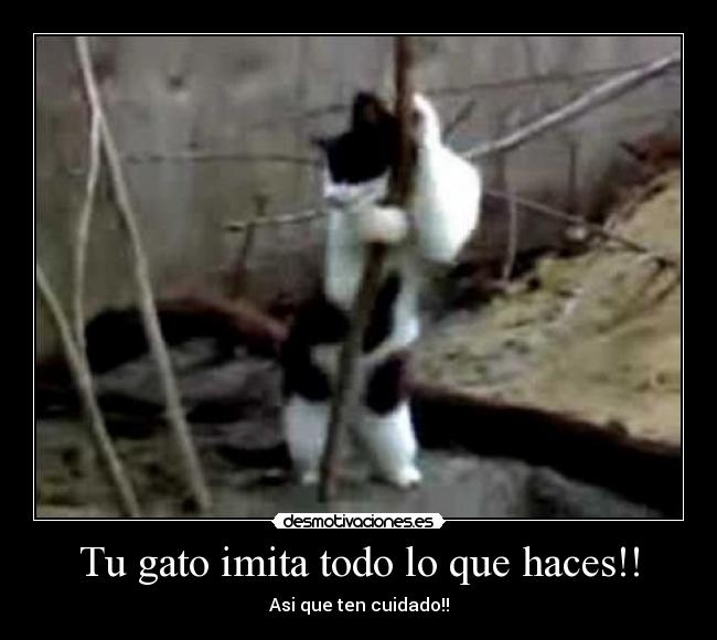 carteles gato desmotivaciones