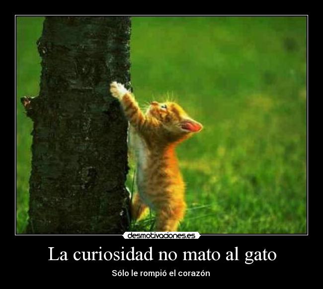 La curiosidad no mato al gato - 