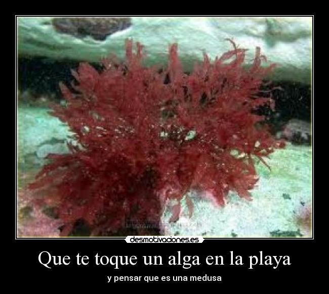 Que te toque un alga en la playa - y pensar que es una medusa