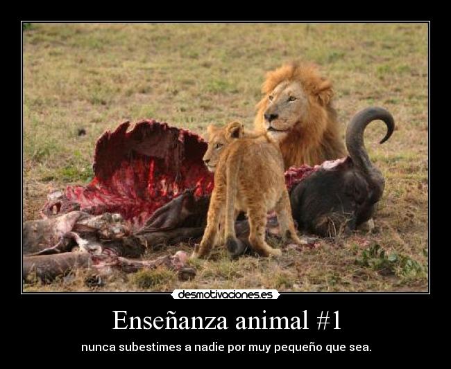 Enseñanza animal #1 - 