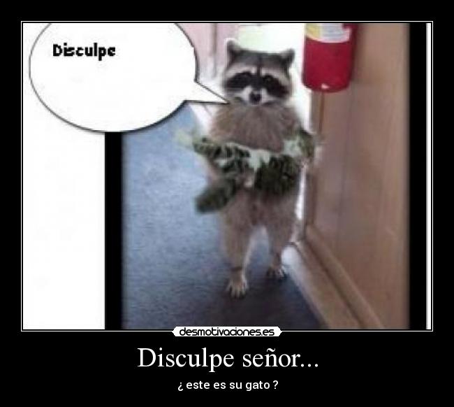 Disculpe señor... - ¿ este es su gato ?