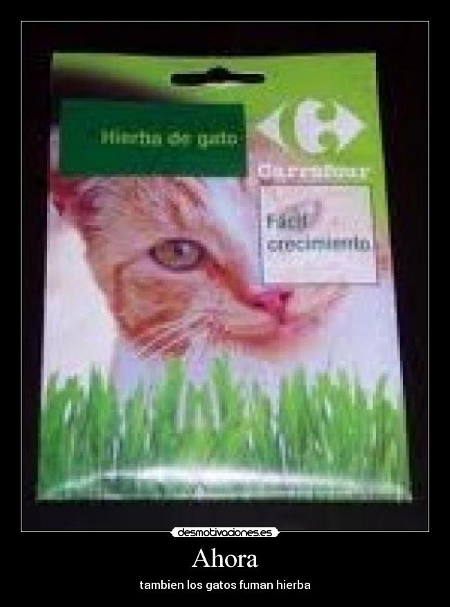Ahora - tambien los gatos fuman hierba