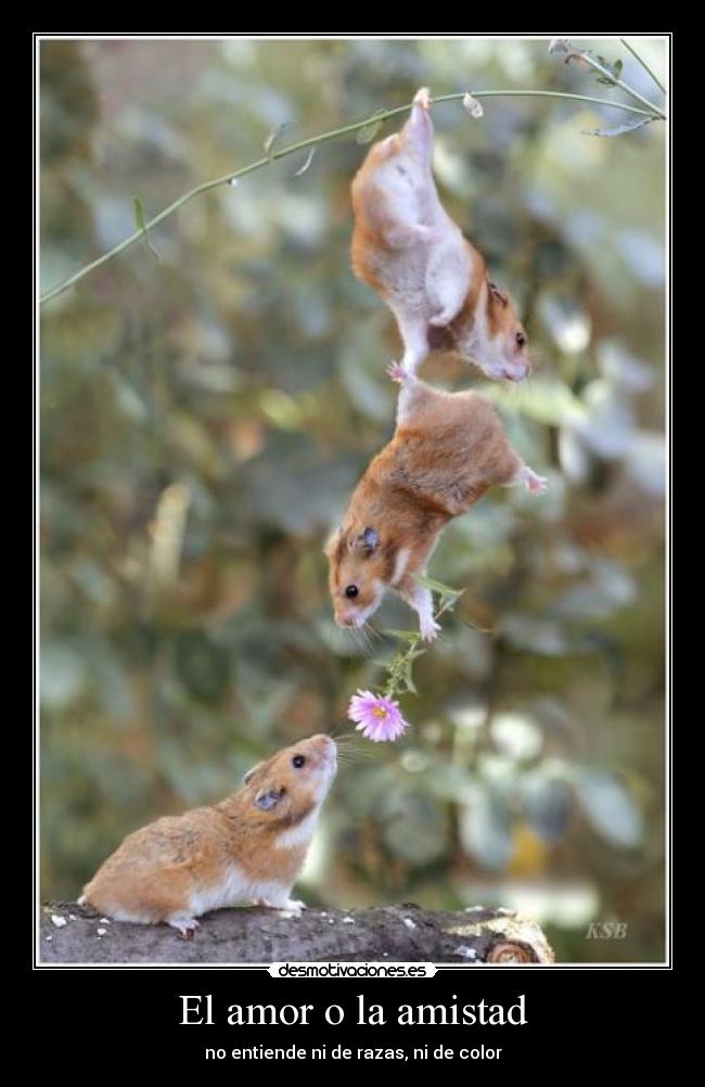 El amor o la amistad - 