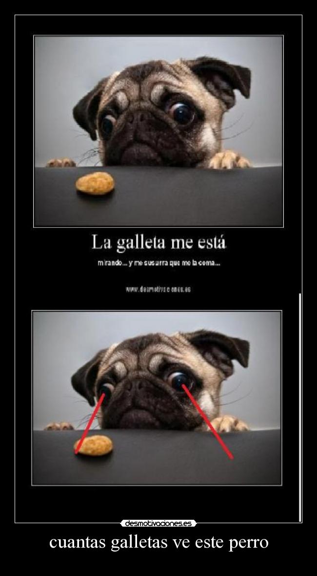 cuantas galletas ve este perro -