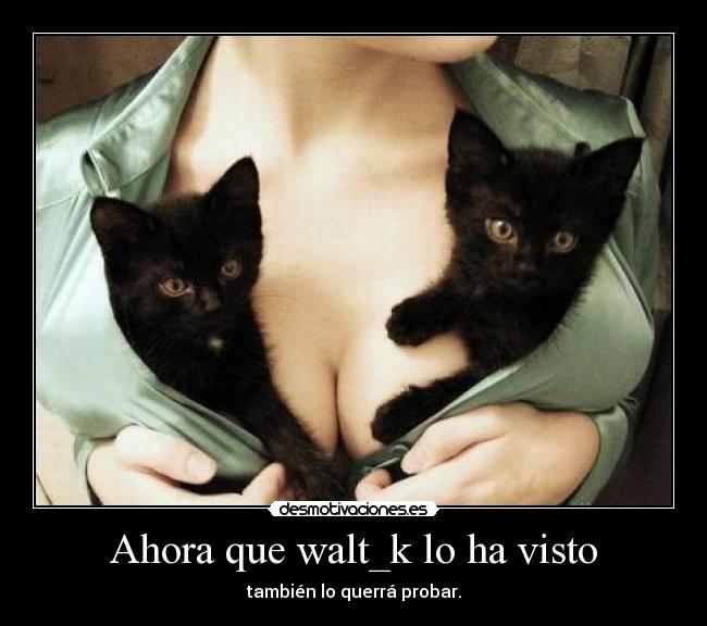 carteles walt_k gato desmotivaciones