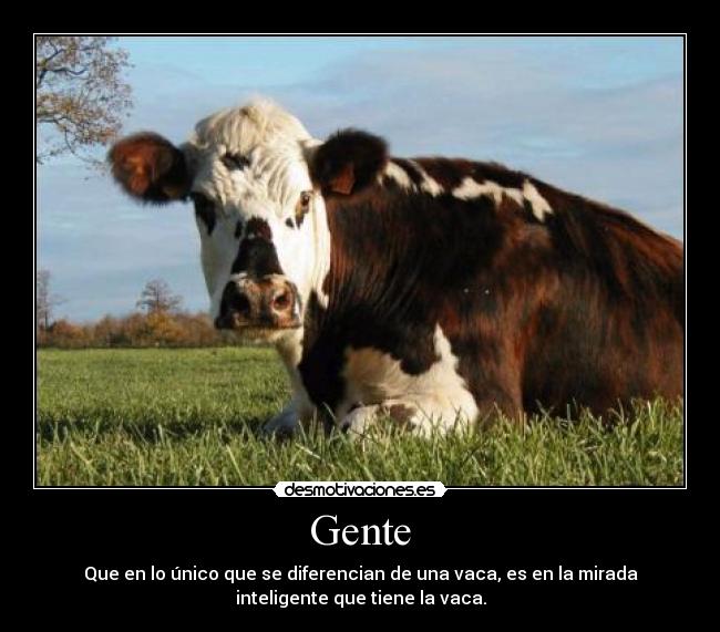 Gente - Que en lo único que se diferencian de una vaca, es en la mirada
inteligente que tiene la vaca.