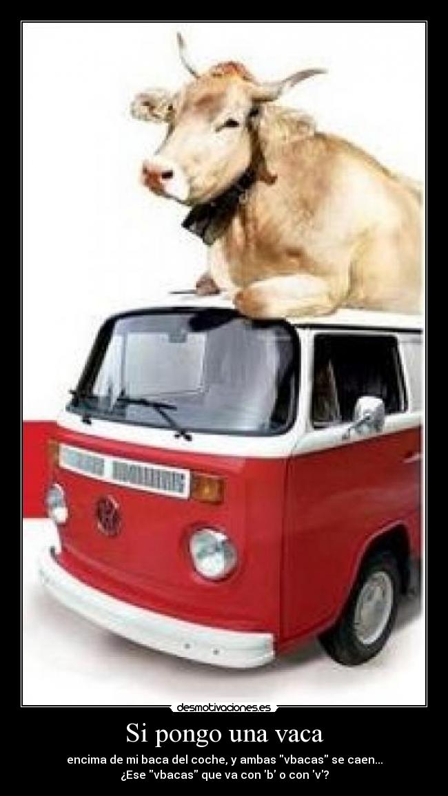 Si pongo una vaca - 