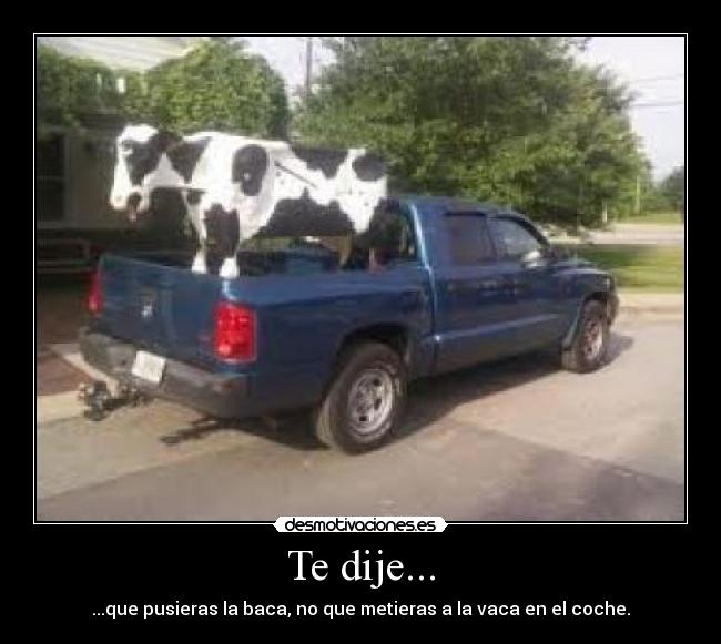 Te dije... - ...que pusieras la baca, no que metieras a la vaca en el coche.