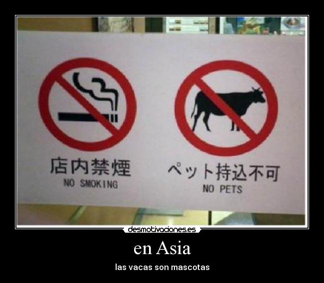 en Asia - las vacas son mascotas