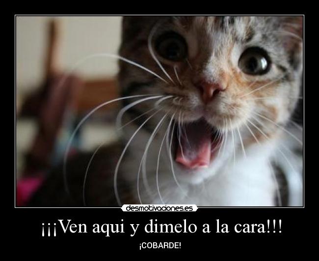 ¡¡¡Ven aqui y dimelo a la cara!!! - 