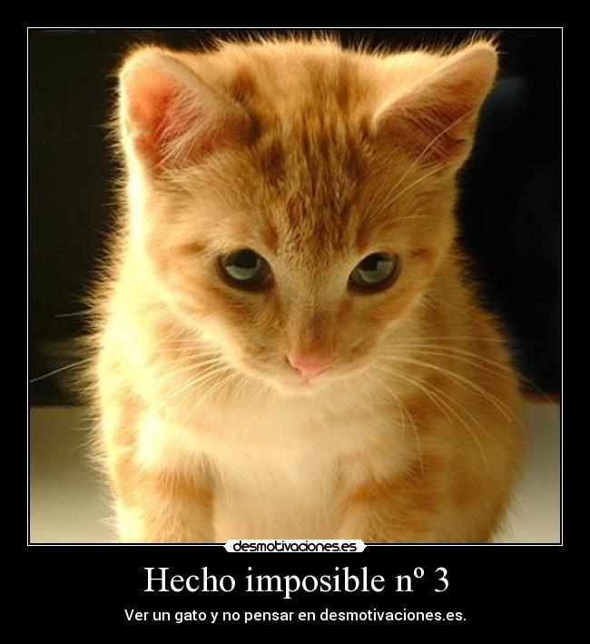 Hecho imposible nº 3 - Ver un gato y no pensar en desmotivaciones.es.