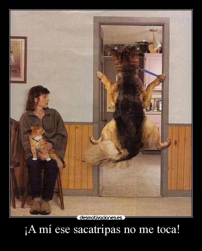¡A mí ese sacatripas no me toca! -