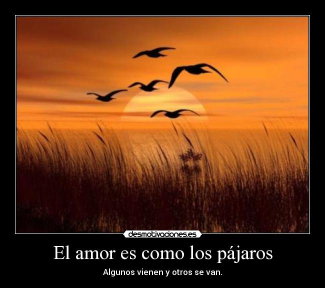 El amor es como los pájaros - Algunos vienen y otros se van.