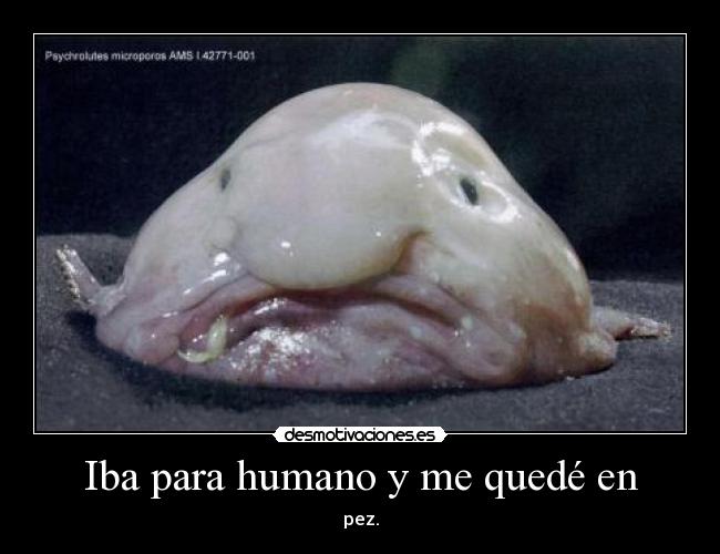 Iba para humano y me quedé en - pez.