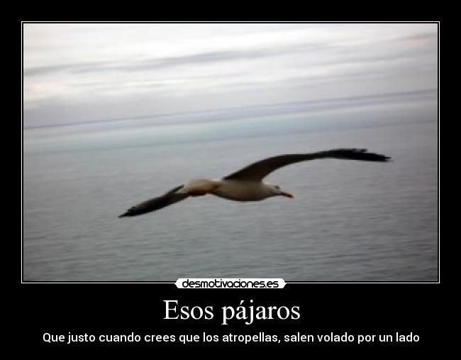 Esos pájaros - Que justo cuando crees que los atropellas, salen volado por un lado