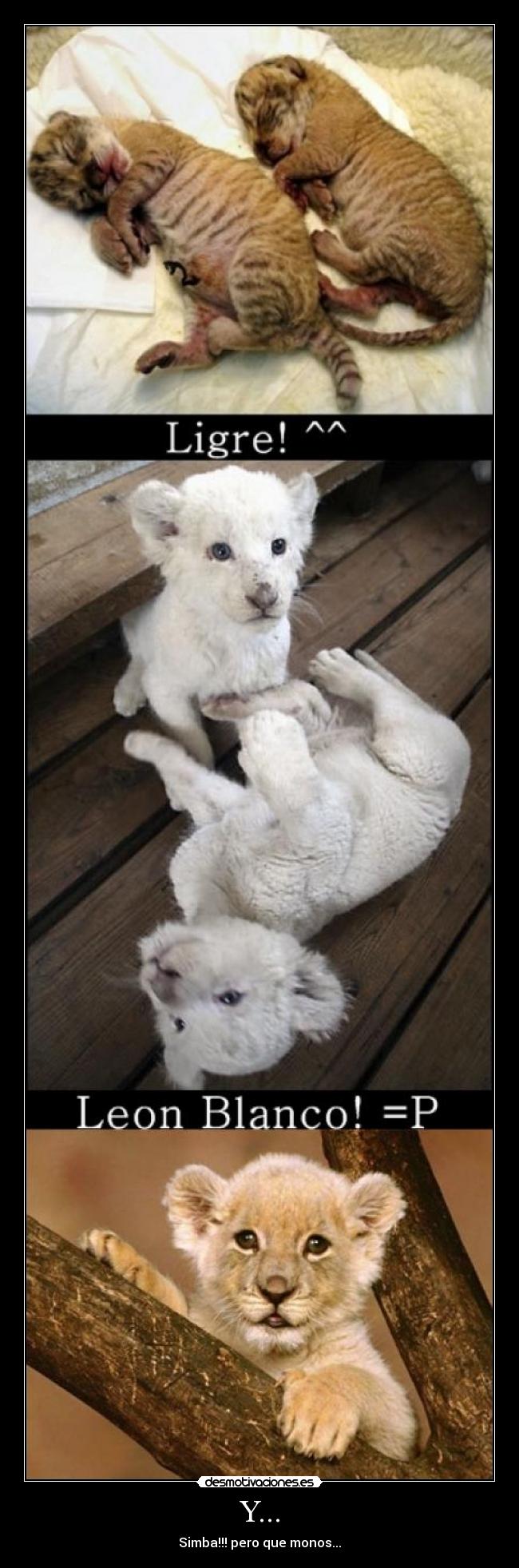Y... - Simba!!! pero que monos...