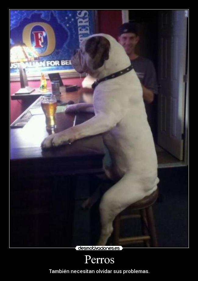 Perros - También necesitan olvidar sus problemas.