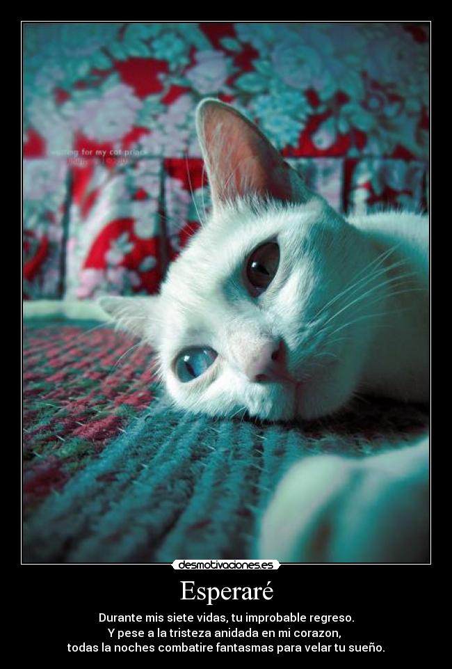 Esperaré - Durante mis siete vidas, tu improbable regreso.
Y pese a la tristeza anidada en mi corazon,
todas la noches combatire fantasmas para velar tu sueño.