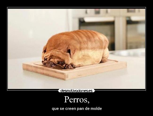 Perros, -