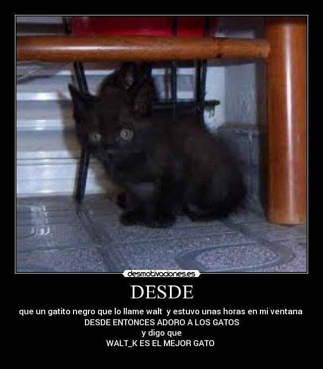 DESDE - que un gatito negro que lo llame walt  y estuvo unas horas en mi ventana 
DESDE ENTONCES ADORO A LOS GATOS
y digo que
WALT_K ES EL MEJOR GATO 
