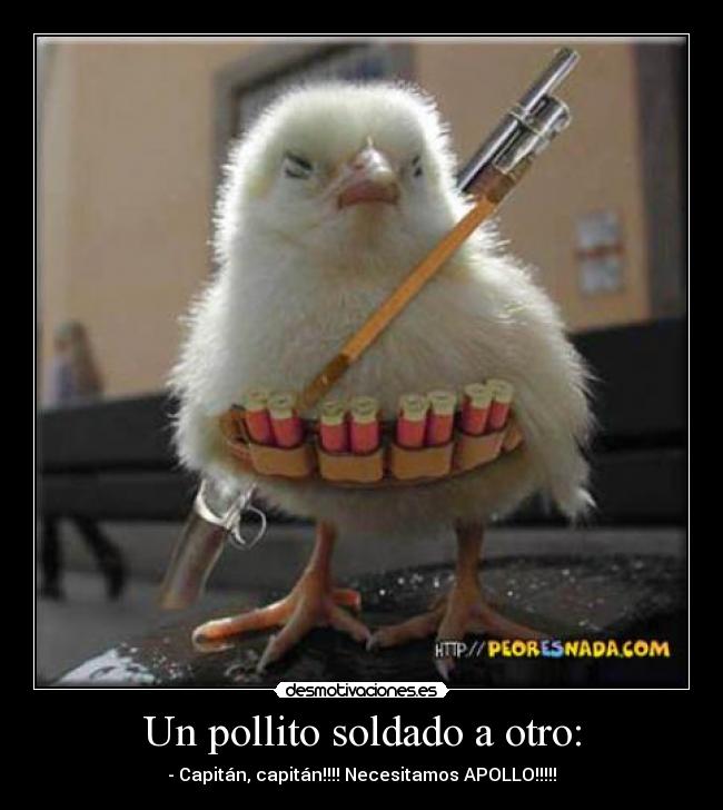 Un pollito soldado a otro: - 