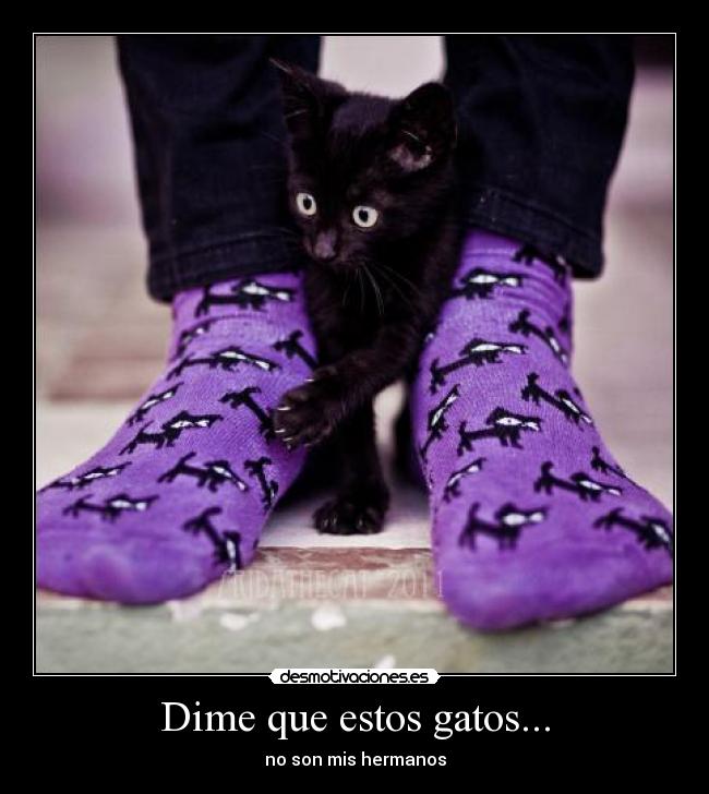 Dime que estos gatos... - no son mis hermanos