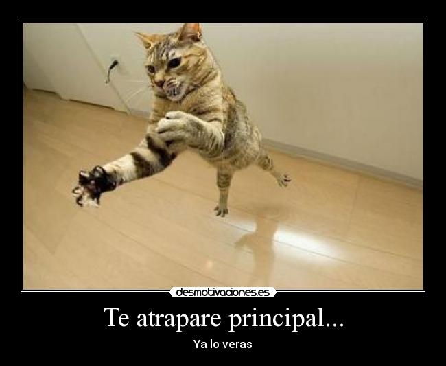 Te atrapare principal... - 
