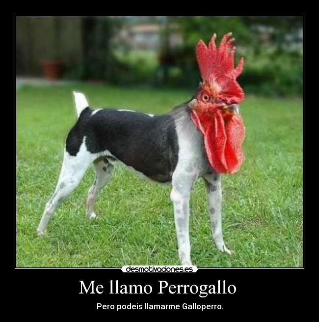 Me llamo Perrogallo -