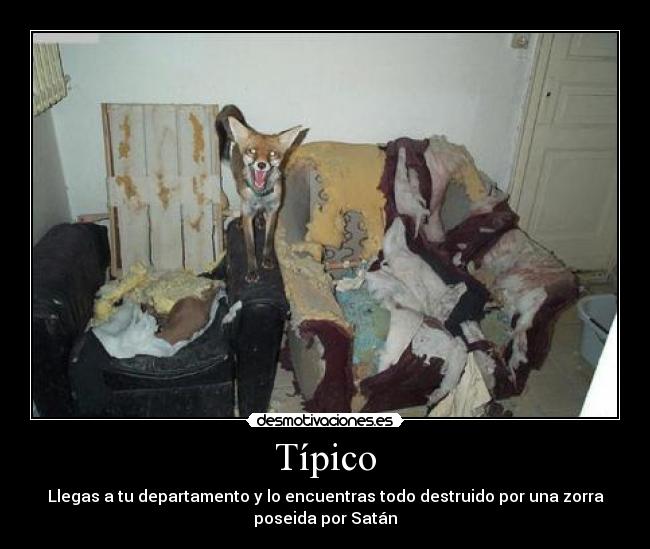 Típico - Llegas a tu departamento y lo encuentras todo destruido por una zorra
poseida por Satán