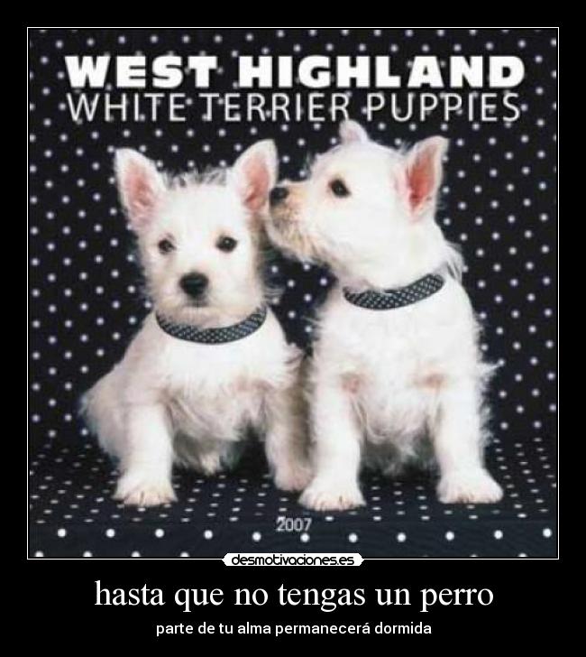 hasta que no tengas un perro - 