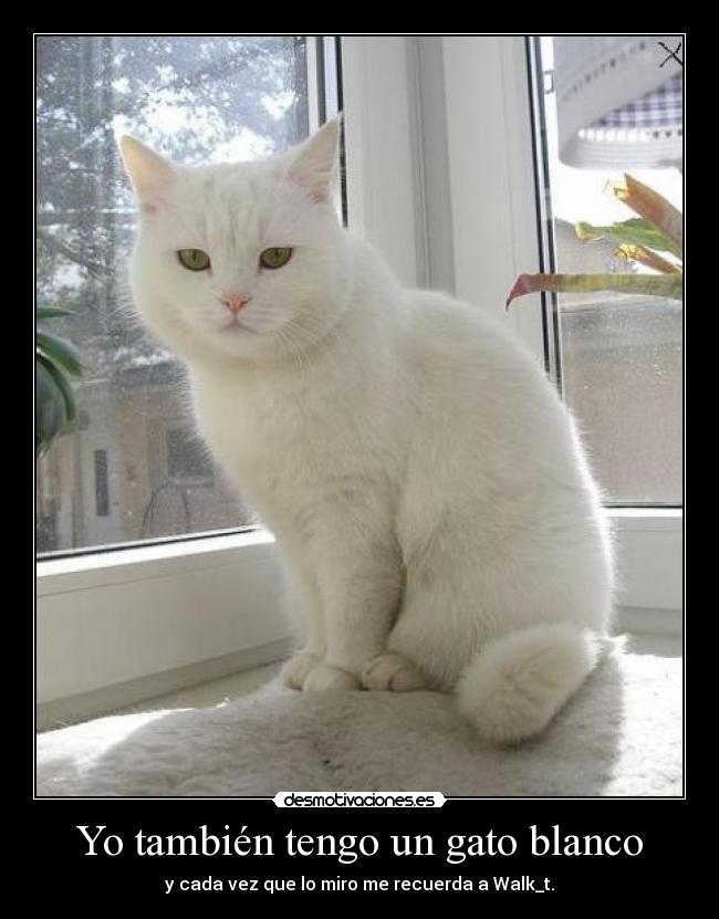 Yo también tengo un gato blanco - y cada vez que lo miro me recuerda a Walk_t.