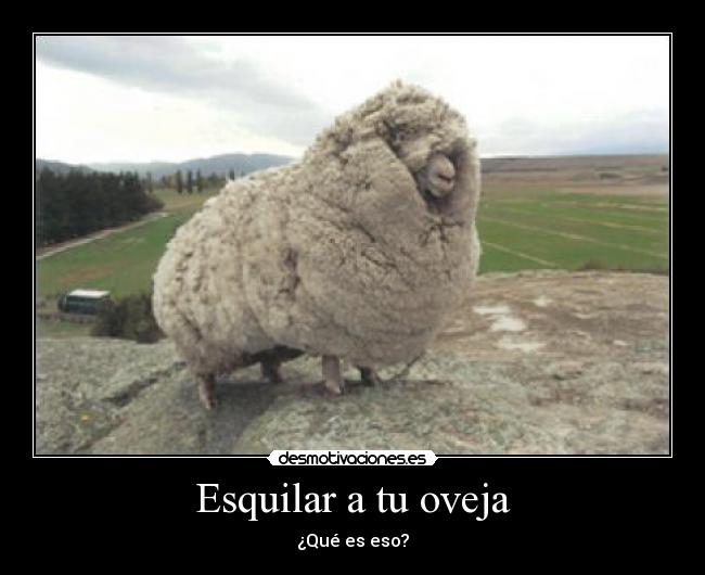 Esquilar a tu oveja - 