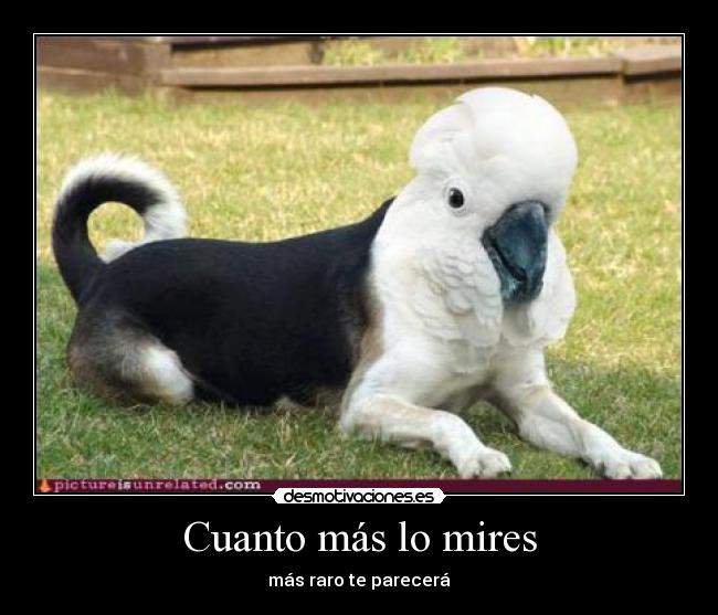 Cuanto más lo mires - 