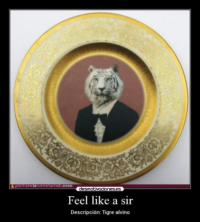 Feel like a sir -