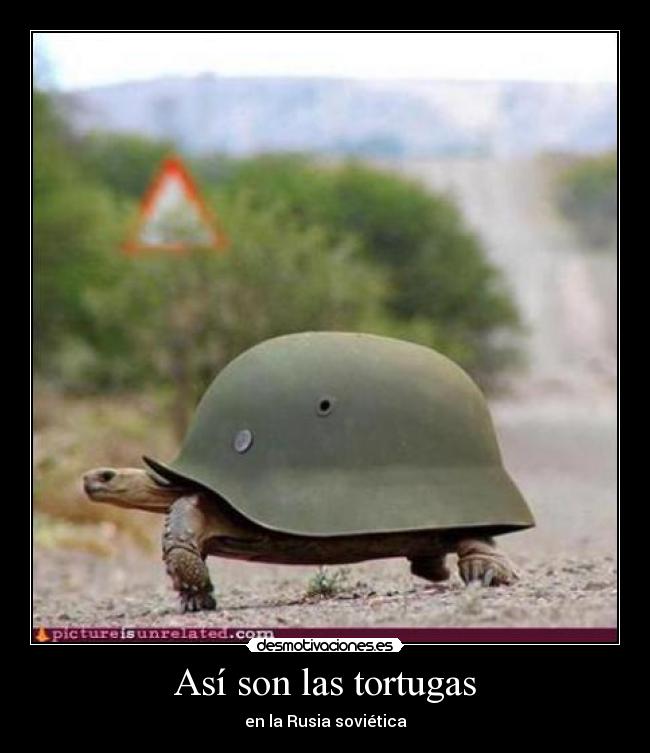 Así son las tortugas - 