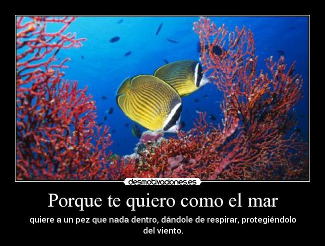Porque te quiero como el mar - quiere a un pez que nada dentro, dándole de respirar, protegiéndolo del viento.