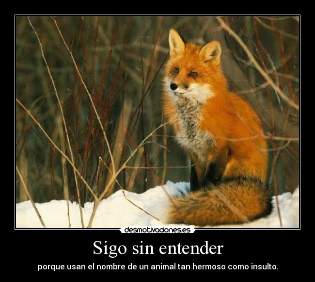 Sigo sin entender - 